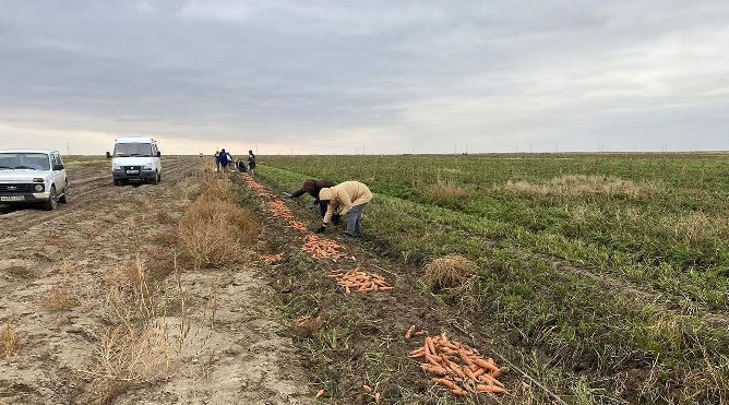 Облыста 4088 гектардан 111 мың тонна өнім жиналды