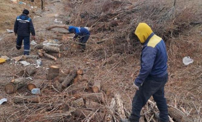 Жайық жағалауындағы ағаштар неге кесіліп жатыр? 