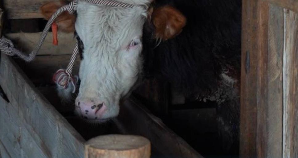 Атырауда «Мал ұрысы» жедел-профилактикалық іс-шарасы басталды