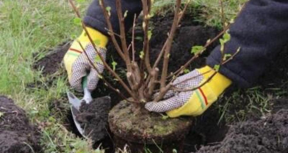 Қарағанды облысында өртенген орманды алқапқа 44 мың көшет егілді