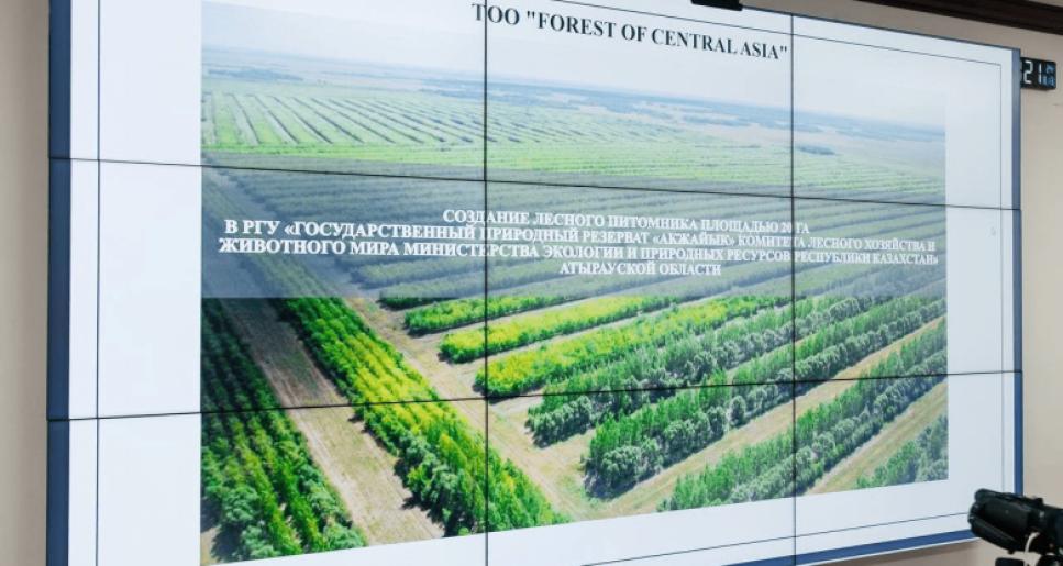 Атырауда 20 гектарлық ағаш тәлімбағы салынады